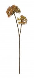Konstväxt hortensia knoppar brun Speedtsberg