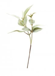 liten eucalyptus kvist grön plast Speedtsberg