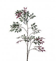 Kvist/gren japansk rönn 170 cm Mr Plant