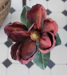 Magnoliakvist - Brunröd
