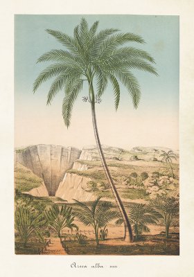 Poster med vintage hollywood palm från Sköna Ting