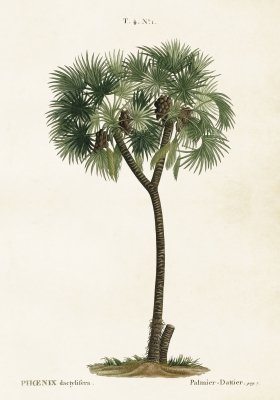 poster 35x50 palm botanisk sköna ting